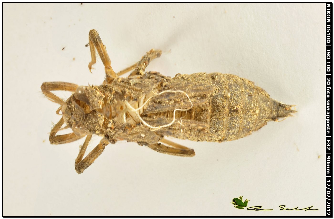 Exuvia di Orthetrum cancellatum